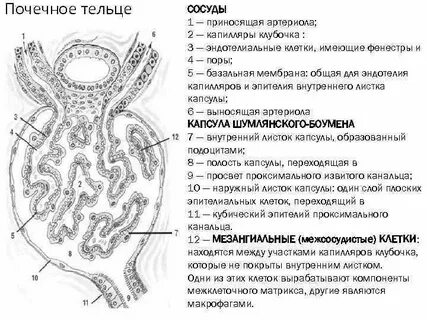 Слои капсулы почки