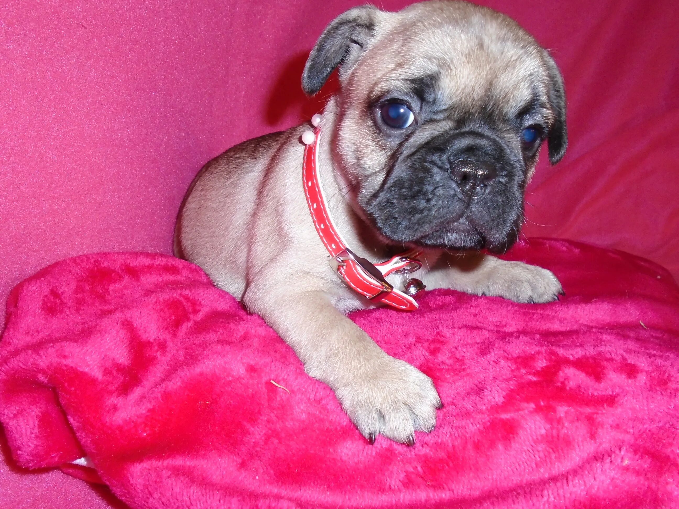 5 месяца. Коротколапый французский бульдог. Бульдог 1. Бульдог 1. Бульдог 1.