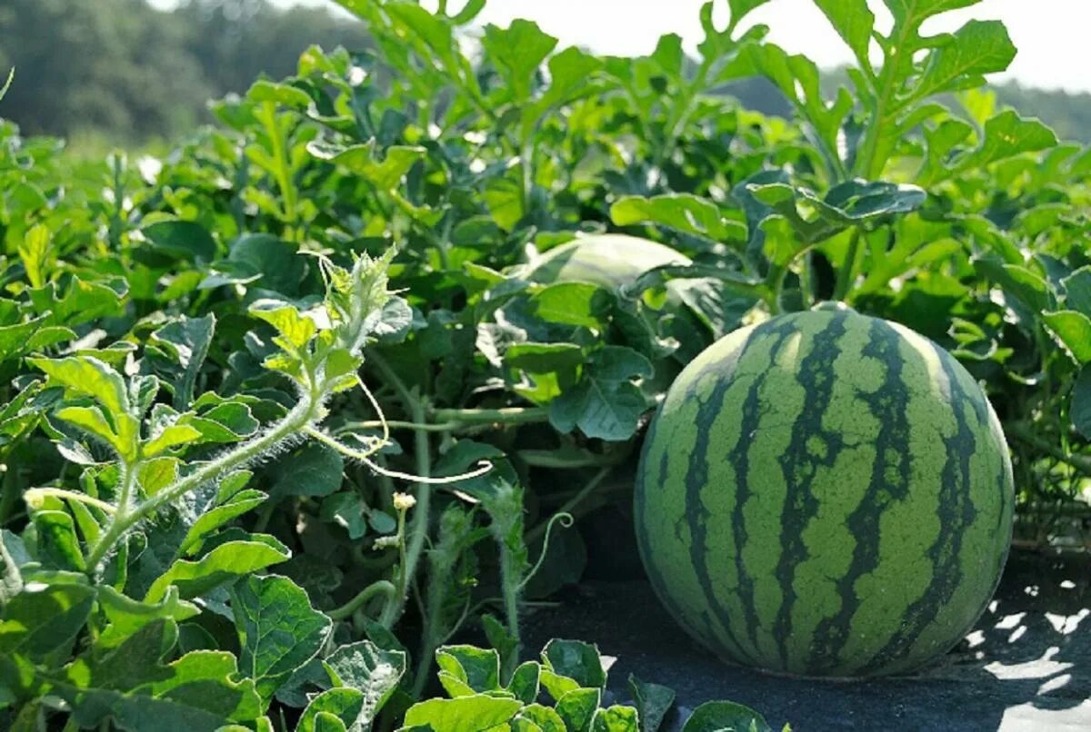 Melon save