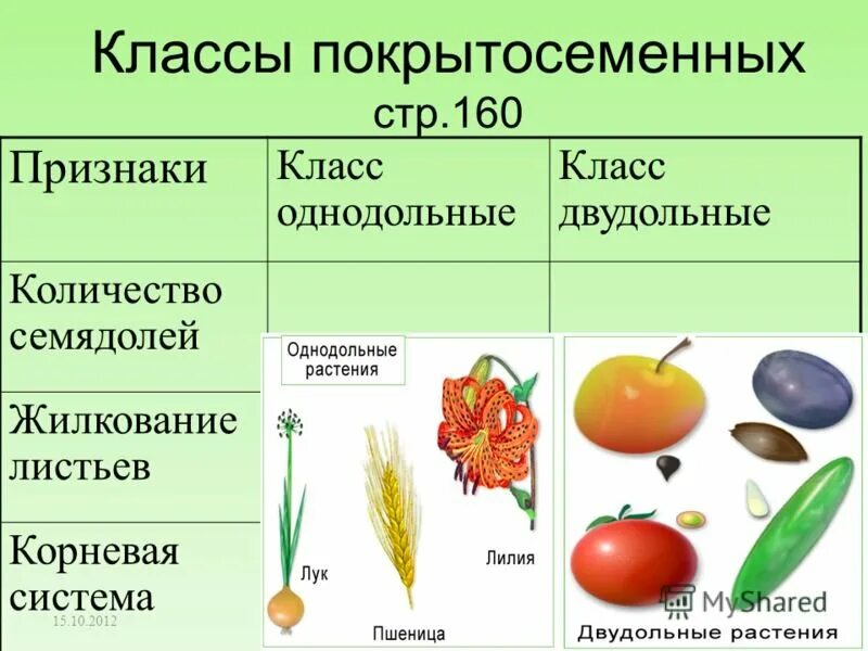 Обитания покрытосеменных. Двудольные Покрытосеменные растения. Покрытосеменные растения класс двудольные. Представители однодольных и двудольных растений. Отдел Покрытосеменные класс двудольные.