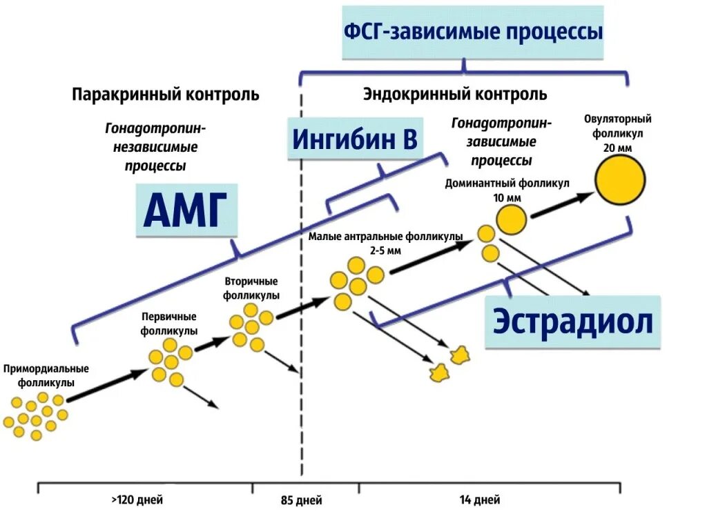 Антимюллеров гормон норма на 3 день цикла. Антимюллеровский гормон норма у женщин. Антимюллеров гормон у женщин норма. Антимюллеров гормон у женщин за что отвечает норма. Фолликула стимулирующий