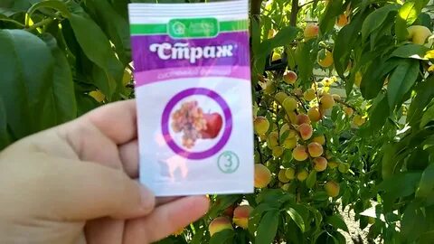 Средство от курчавости персика