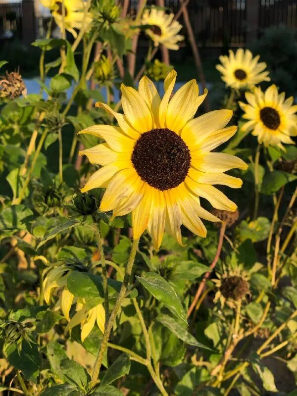 Подсолнух вайт лайт. Декоративный подсолнух ванилла айс. Подсолнух white nite. Белый подсолнух. Белый подсолнух.