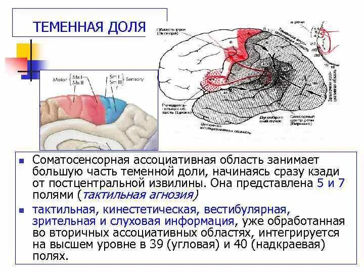 В теменной доле анализаторы. Высшие корковые функции теменной доли. Функции теменной доли головного мозга.