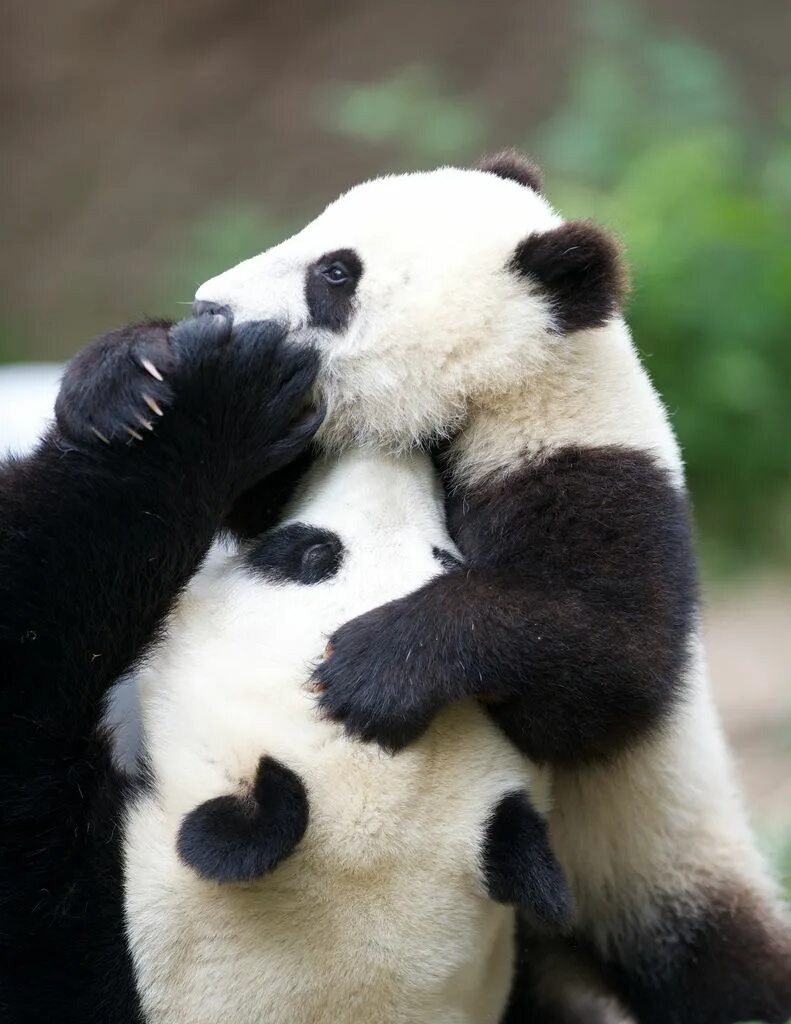 Смешная панда. Две панды. Панда в стрингах. Save pandas. Сонные панды плакат.