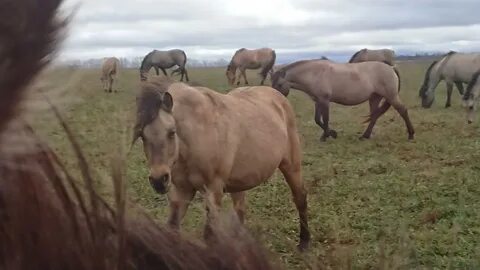 Природный парк олений имени юрия петровича лихацкого