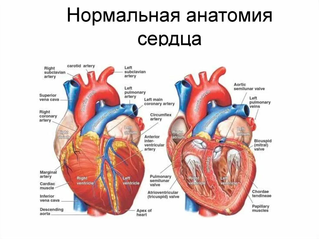 Анатомия сердца читать. Строение сердца анатомия латынь. внутреннее строение сердца латынь. строение сердца неттер. наружное строение сердца латынь.