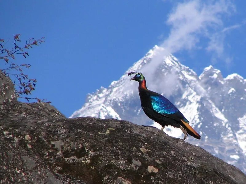 Птицы гималаев. Монал Гималайский Непал. Гималайский монал птица. Гималайский фазан. Тетрахедрон Гималайский.