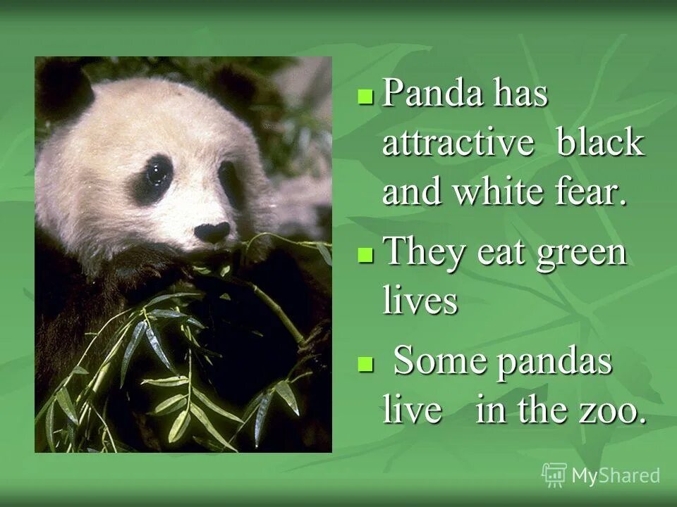 проект на английском про панду. панда на английском языке. факты про панду по английскому. рассказ про панду на английском. описание панды по английскому.