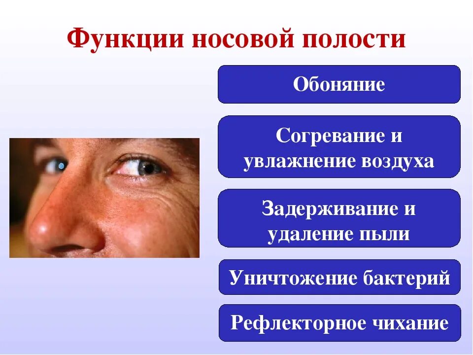 Функции полости носа. Обонятельная функция носа. Орган обоняния функции. Функции носовой полости.