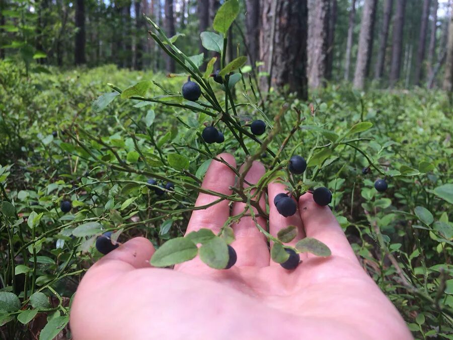 березовик черничник. в каких лесах растет черника. черника на болоте. сбор голубики. в каких лесах растет черника.