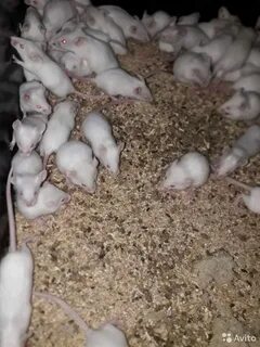Кормовые мыши