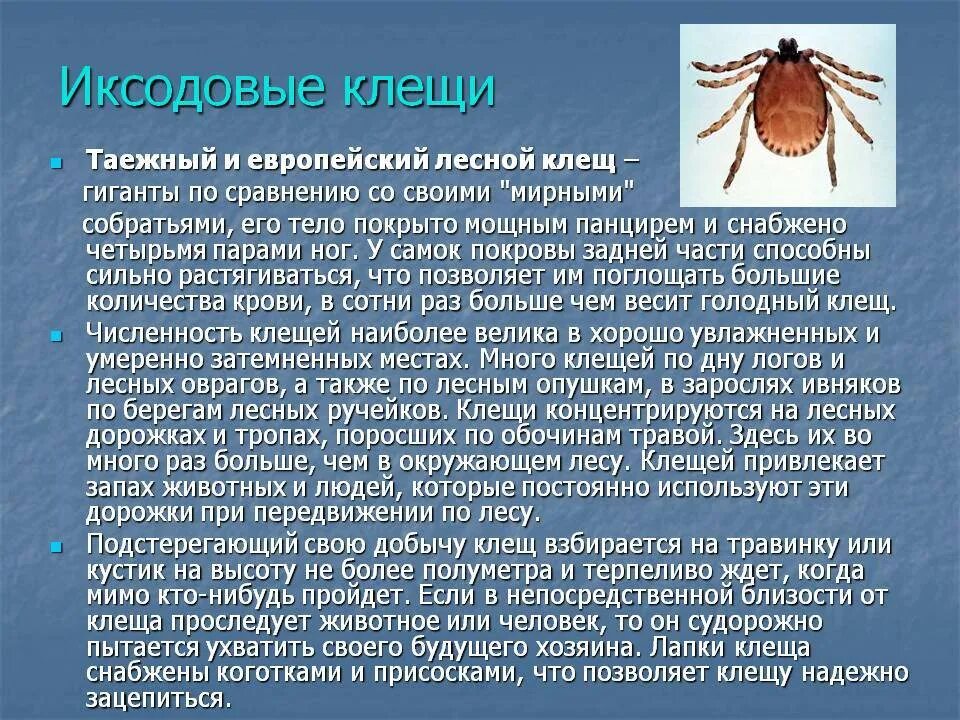 Переносчиками каких заболеваний являются иксодовые клещи. Иксодовый (Лесной/Таежный) клещ. Иксодовые клещи эктопаразиты. Иксодовый клещ классификация. Иксодовые клещи это паукообразные.