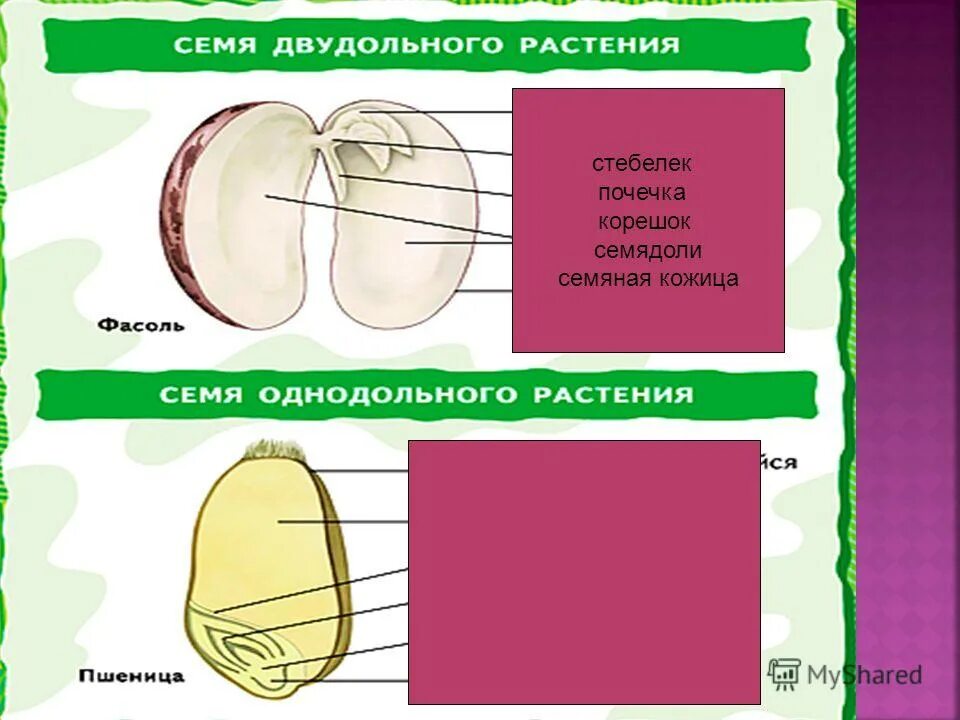 Из семядолей стебелька корешка и почечки