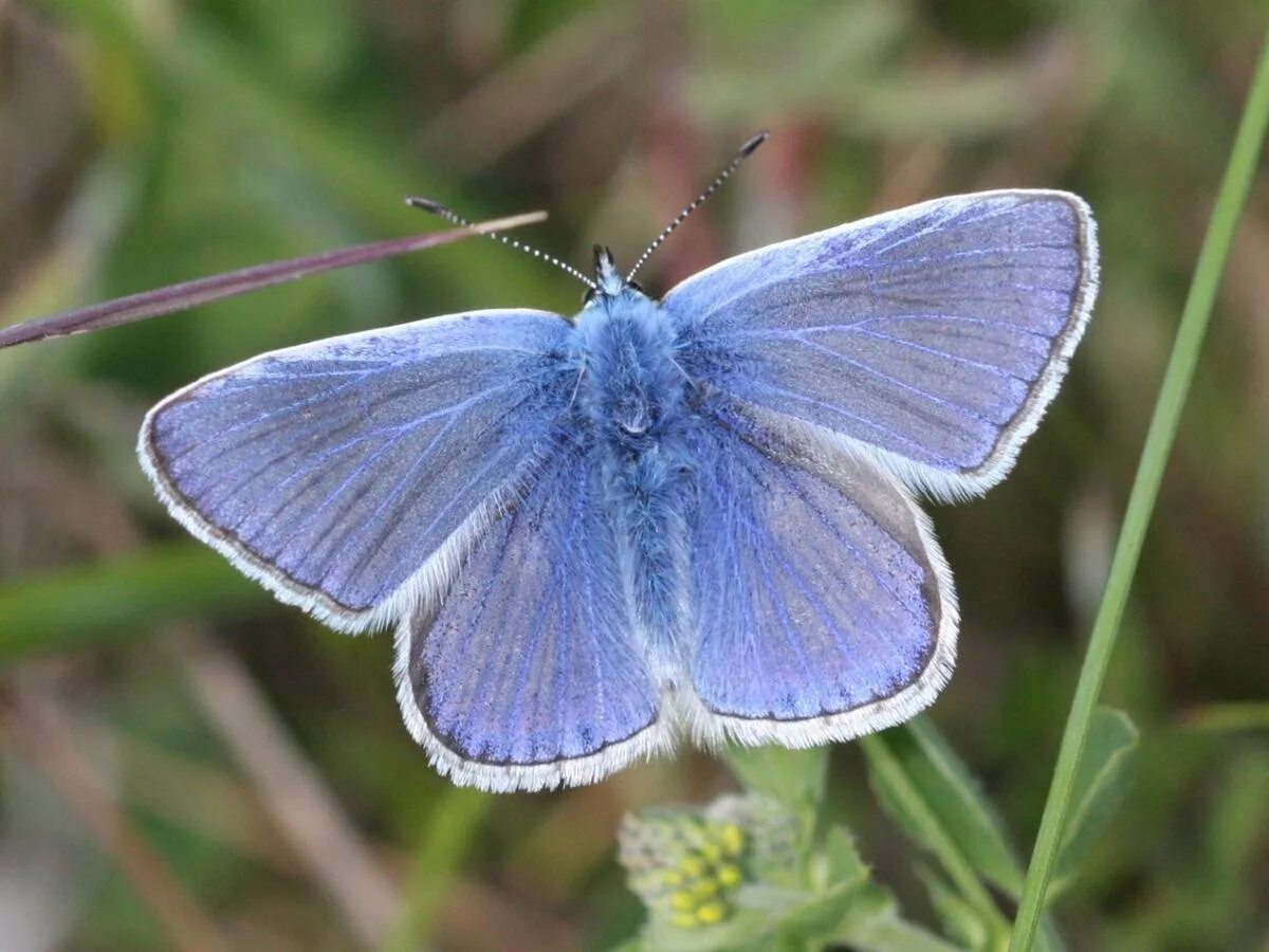 Голубянки чудесной shijimiaeoides divina. Голубянка Икар (Polyommatus Icarus).. Голубянка Икар бабочка. Бабочка голубянка Киана. Голубянка аргали.