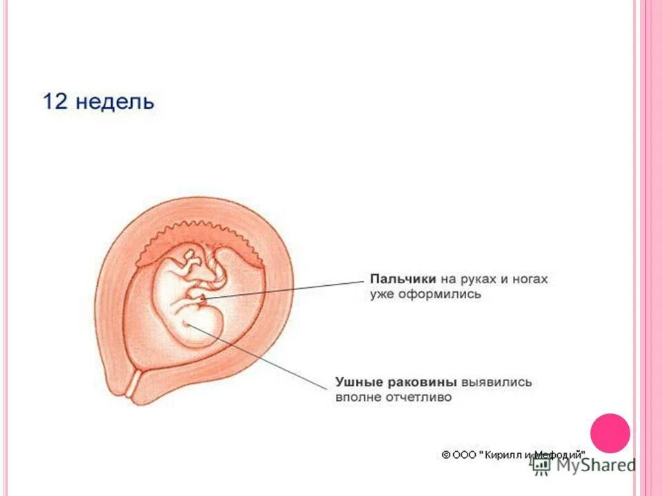 Тянет живот на 12 неделе. Развитие зародыша 12 неделя. Плод ребенка на 12 неделе беременности. 12 Недель беременности размер плода. Размер ребенка на 12 неделе.