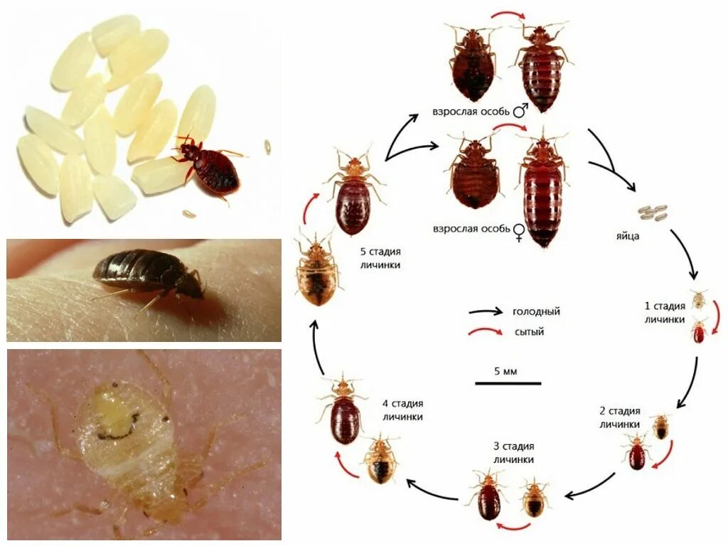 Сколько живут клопы квартире. Постельный клоп (Cimex lectularius).