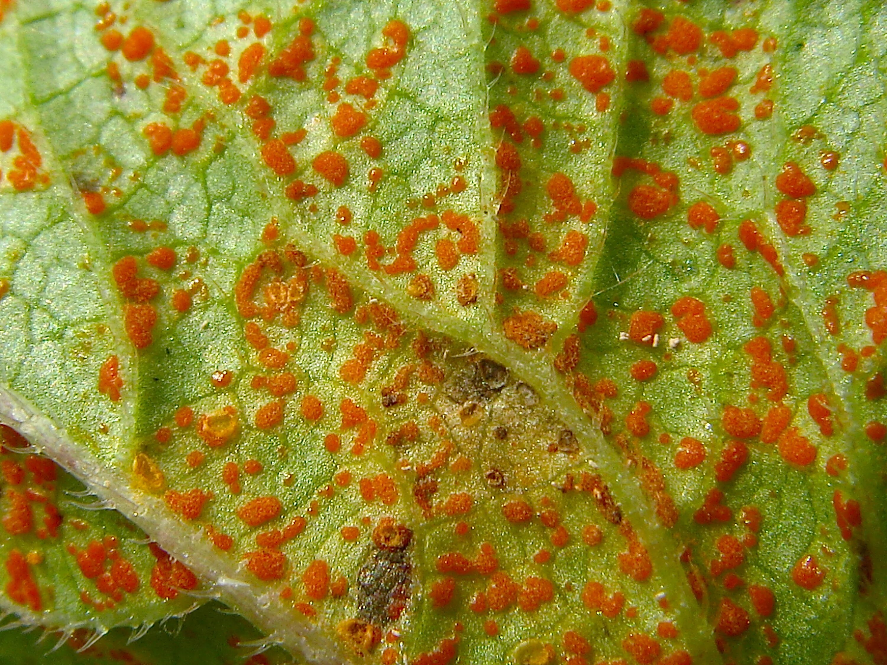 Ржавчина меры борьбы. Ржавчинные грибы Puccinia. Грибок ржавчины Puccinia. Ржавчинный гриб паразит. Ржавчина ивы – Melampsora.