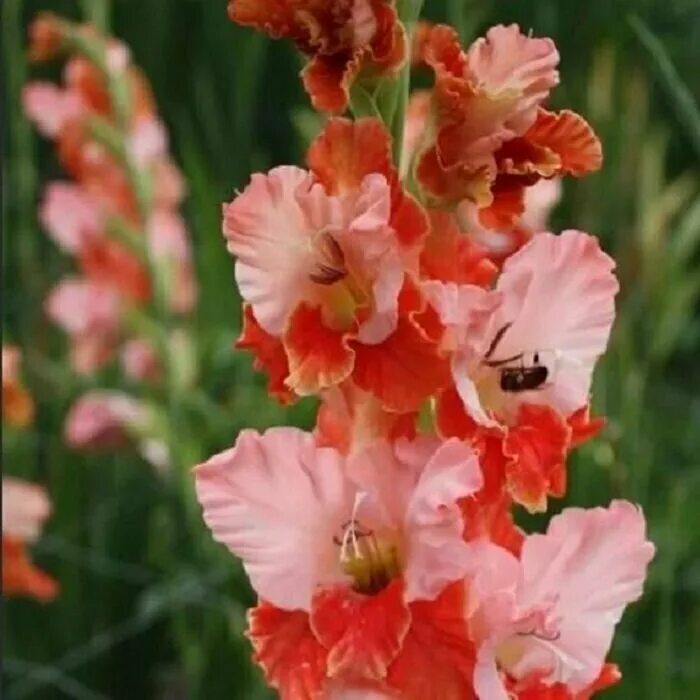 гладиолус аркас 10шт (колорлайн). гладиолус плум тарт. гладиолус хеопс 10шт. гладиолус бьюти оф холланд. гладиолус чарикова орхидея.