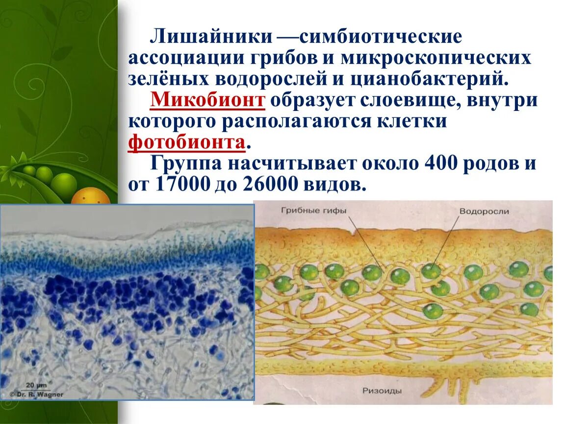 Функции водорослей в лишайнике. Строение лишайника микобионт. Микроскопическое строение лишайника. Лишайник с цианобактериями. Цианобактерии у лишайников.