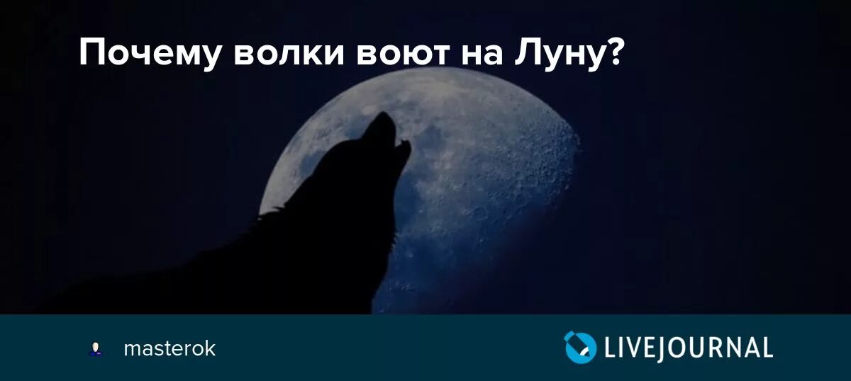 Волк воет на луну. Почему волки воют. Зачем волки воют на луну. Почему волки на луну вояят.