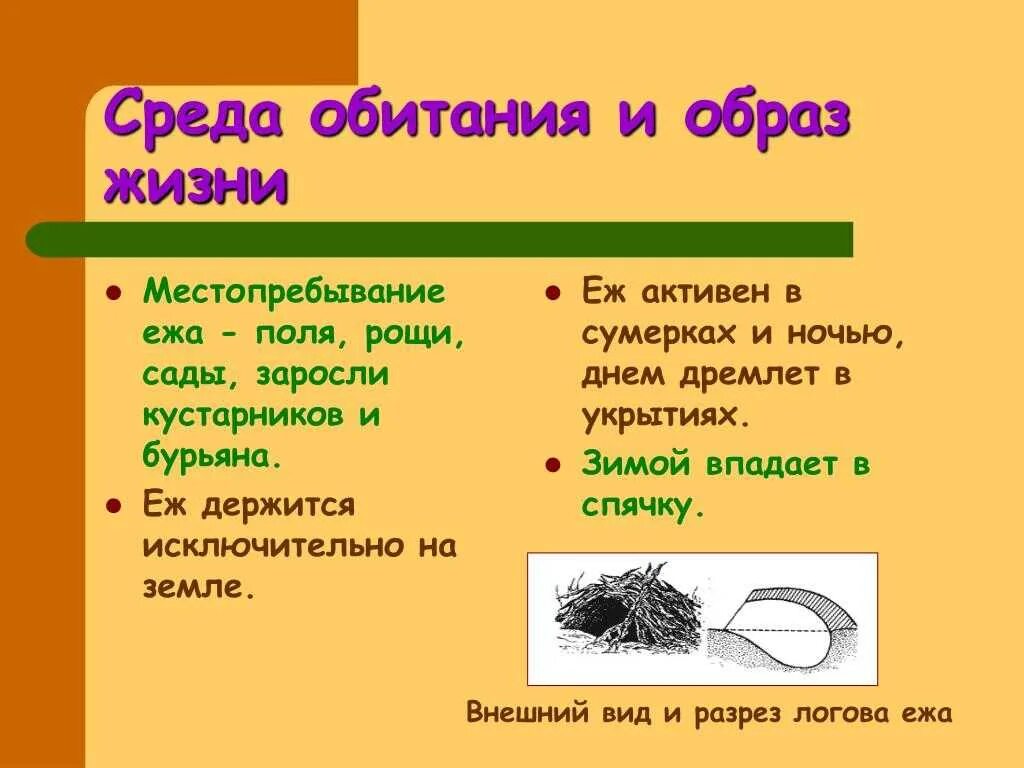 Еж среда обитания место обитания. Среда обитания ежа. Ёжик среда обитания. Среда обитания ежика обыкновенного. Среда жизни ежа.