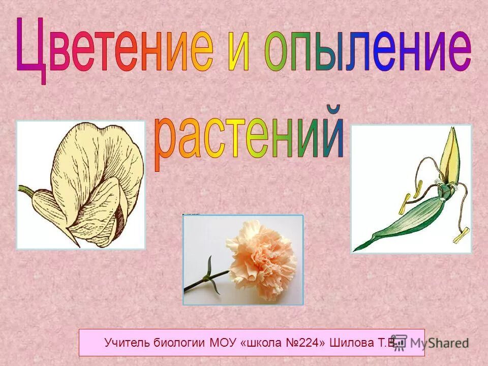 Опыление оплодотворение чашелистик цветок. Схема полового размножения цветковых. Опыление оплодотворение чашелистик цветок. Типы опыления схема. Опыление схема.
