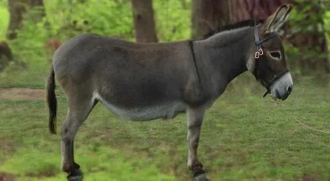 Үйдегі порно бірінші секс