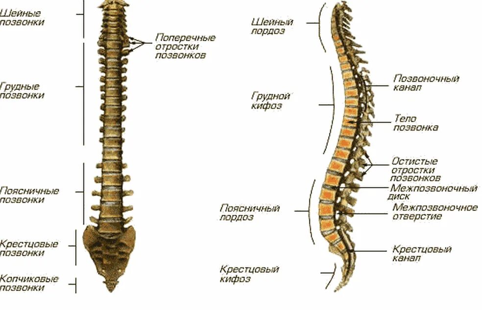 Отделы спины. Скелет позвоночного столба отделы. Строение скелета позвоночника человека. Строение отделов позвоночного столба. Позвоночный столб отделы строение позвонка.