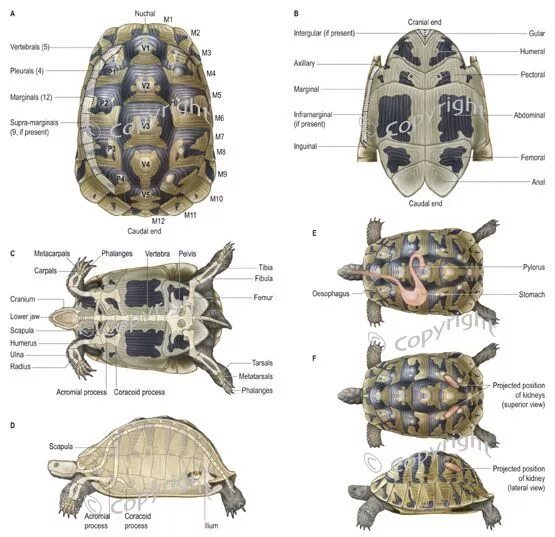 Строение красноухих черепах. Внутренние органы черепахи красноухой. Внутреннее строение красноухой черепахи. Среднеазиатская черепаха строение.