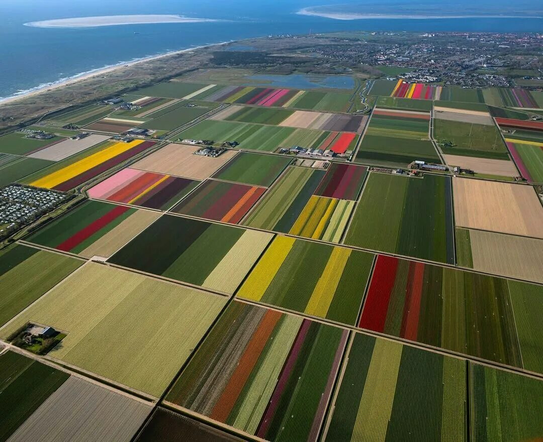Где тюльпановые поля. Тюльпановые поля в Голландии Нидерланды. Амстердам тюльпановые поля. Тюльпановые плантации в Голландии. Польдеры в Нидерландах.