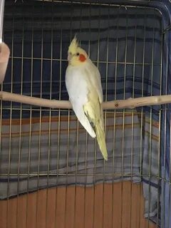 Первые дни кореллы
