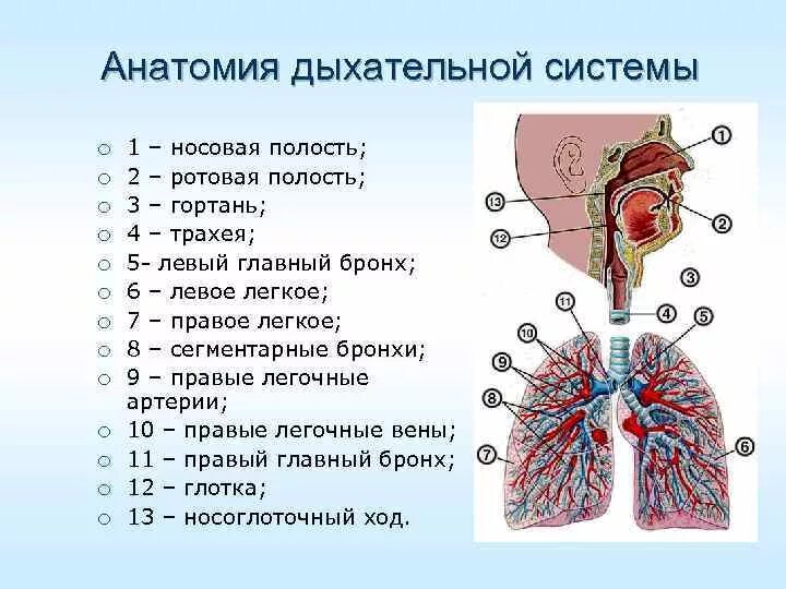 Науменко Е Н Массаж при хроническом бронхите Москва