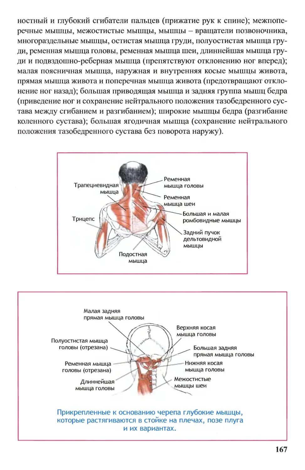 Задняя прямая мышца головы. Полуостистая мышца головы. полуостистые мышцы головы и шеи. нижней косой мышцы головы.