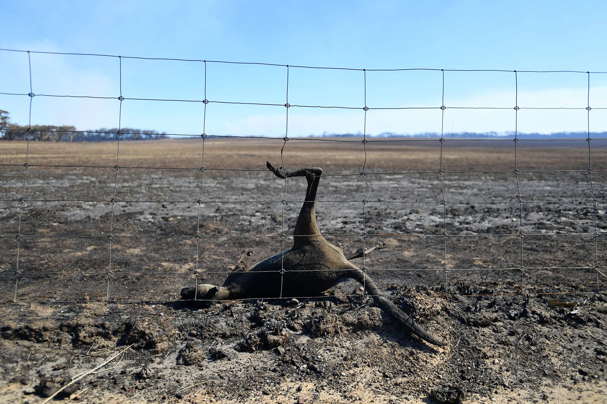 В изоляции австралия. Австралия после пожара 2020. Сгоревшие животные в Австралии. Выжженная земля. Животные после пожара в Австралии.