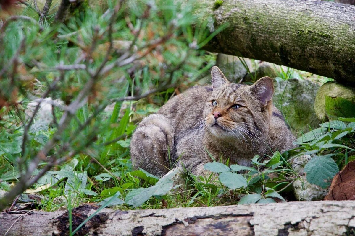 Кот добыча. Европейский Лесной кот камышовый. Канадский Лесной кот. Лесной кот Кисловодский парк. Сочинский национальный парк кавказский Лесной кот.