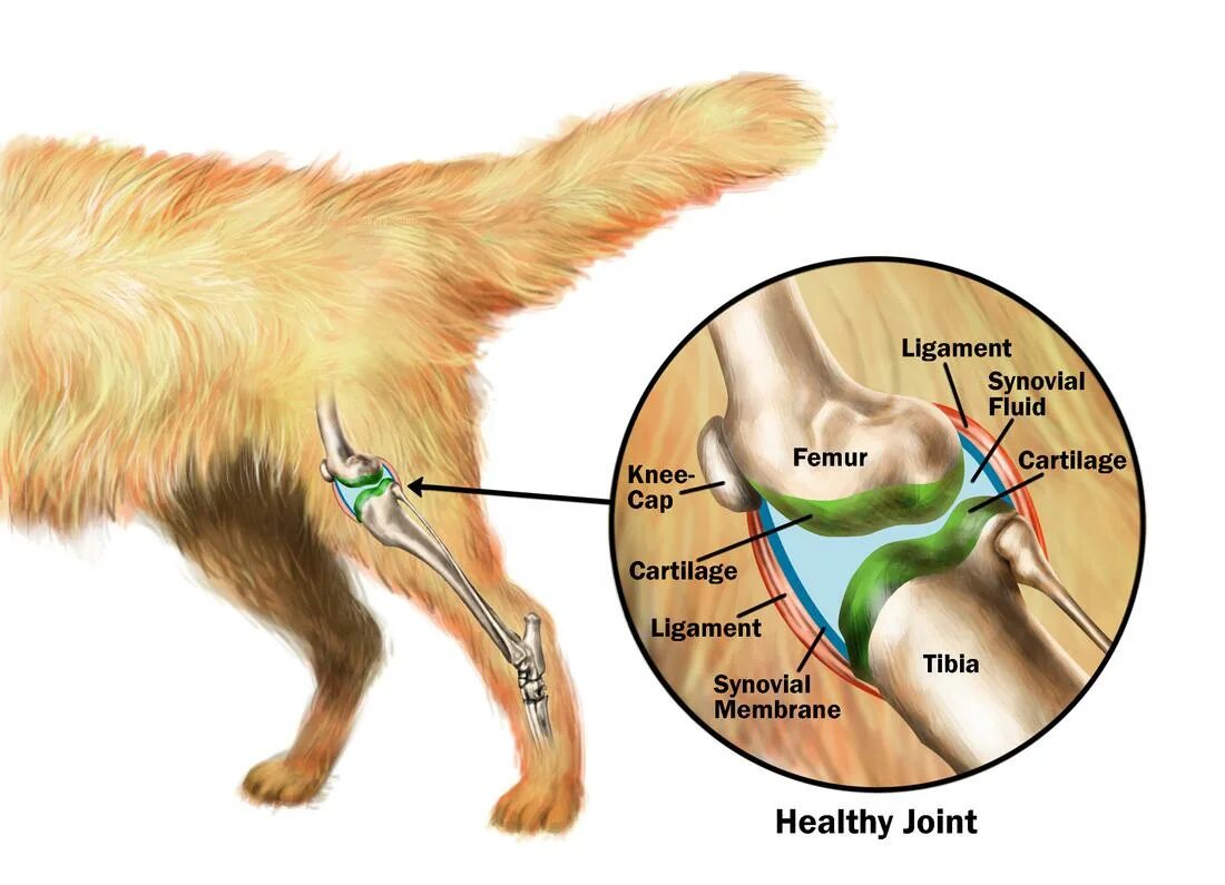 Суставы задней лапы собаки
