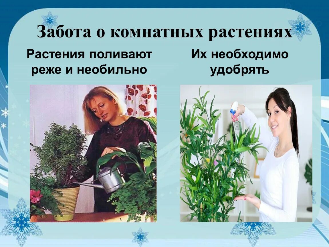Забота о растении. Забота о комнатных растениях. Комнатные растения зимой поливают. Комнатные растения которые редко поливают. Цветок заботы.