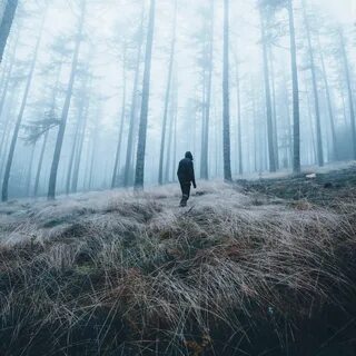Жизнь в лесу мысль