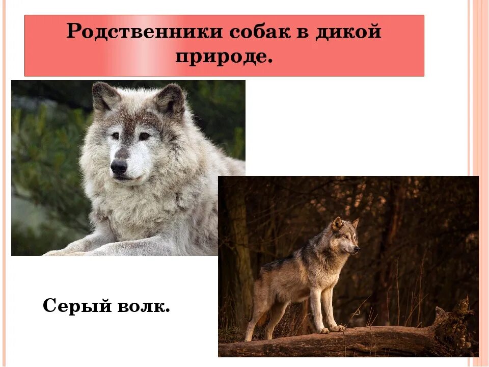 Дикие родственники собаки. Волк и собака отличия. Собаки родственники Волков. Собака и волк родственники.