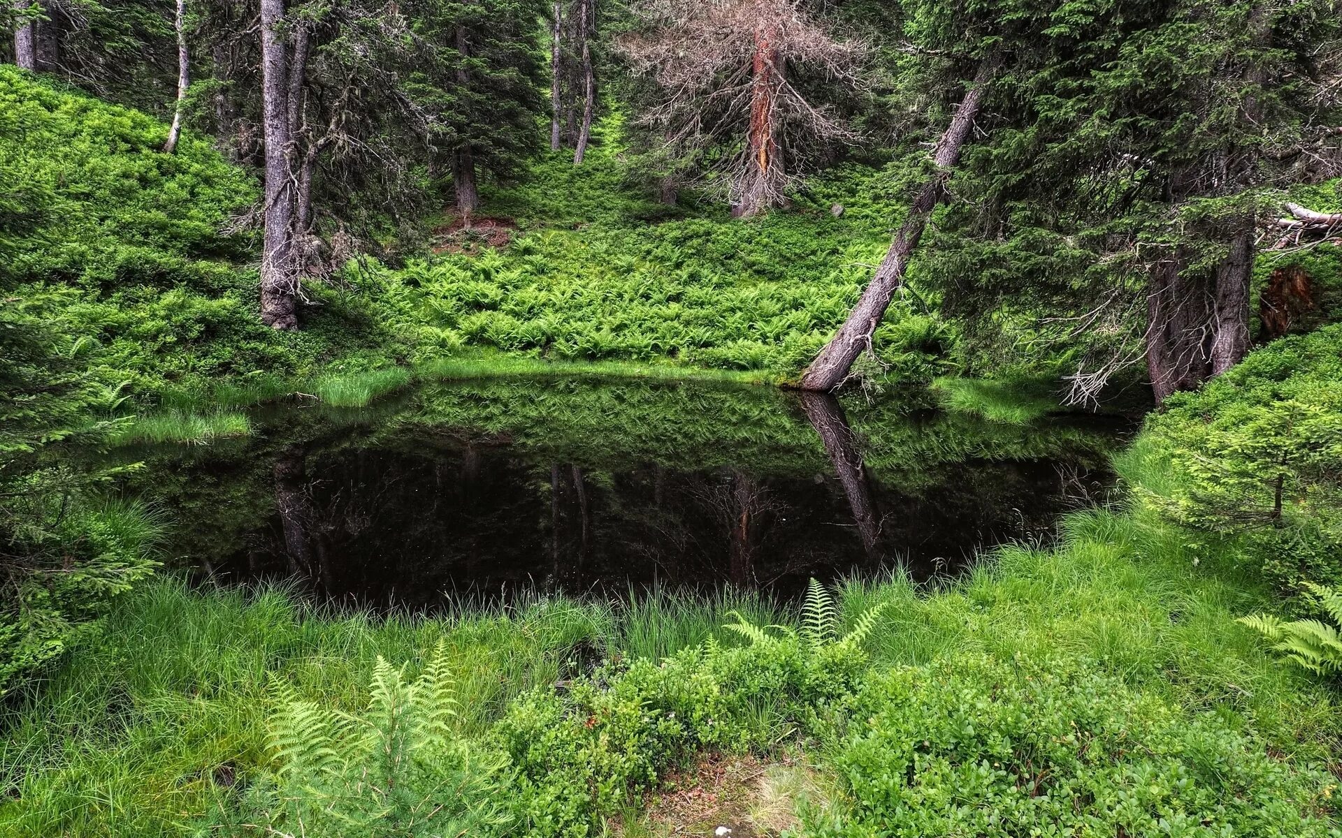 Лесное озеро (forest lake). Озеро добрецкое сахалин. Пруд в лесу. Маленький пруд в лесу. Waldsee озеро.