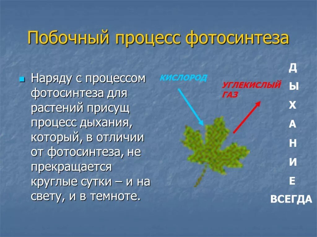 Процесс фотосинтеза. Презентация по теме фотосинтез. Фотосинтез доклад. Презентация на тему фотосинтез. В каких растениях протекает дыхание