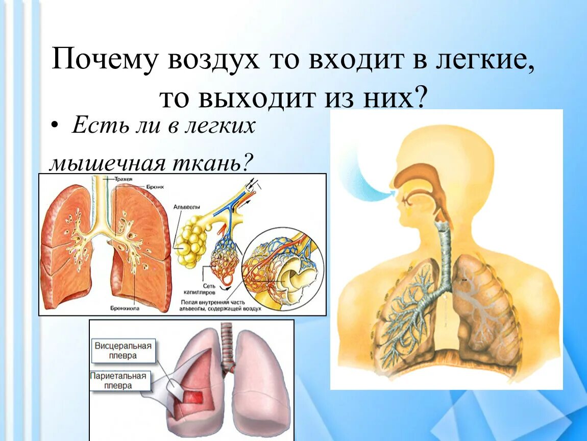 Признаки воздуха в легких. Легкие воздух. Причины поступления воздуха в легкие.