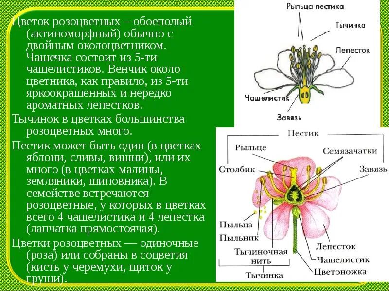 Актиноморфный венчик. Чашелистики пестик тычинки венчик. Семейство Розоцветные околоцветник. Строение цветка семейства розоцветных. Обычно венчик окружен б состоящей из чашелистиков