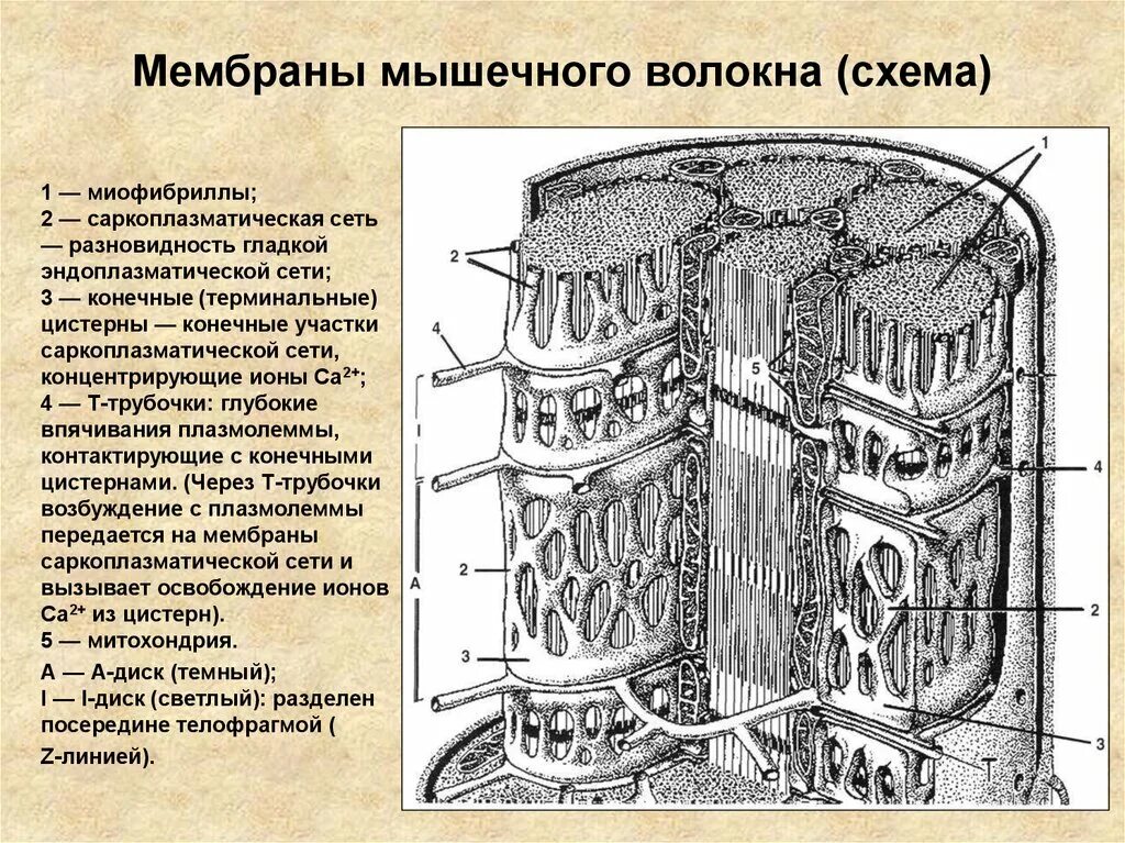 Саркоплазматический ретикулум мышечного волокна. Саркоплазматическая сеть и т канальцы. Саркоплазматический ретикулум строение. Саркоплазматический ретикулум и т трубочки. Мембрана мышечного волокна