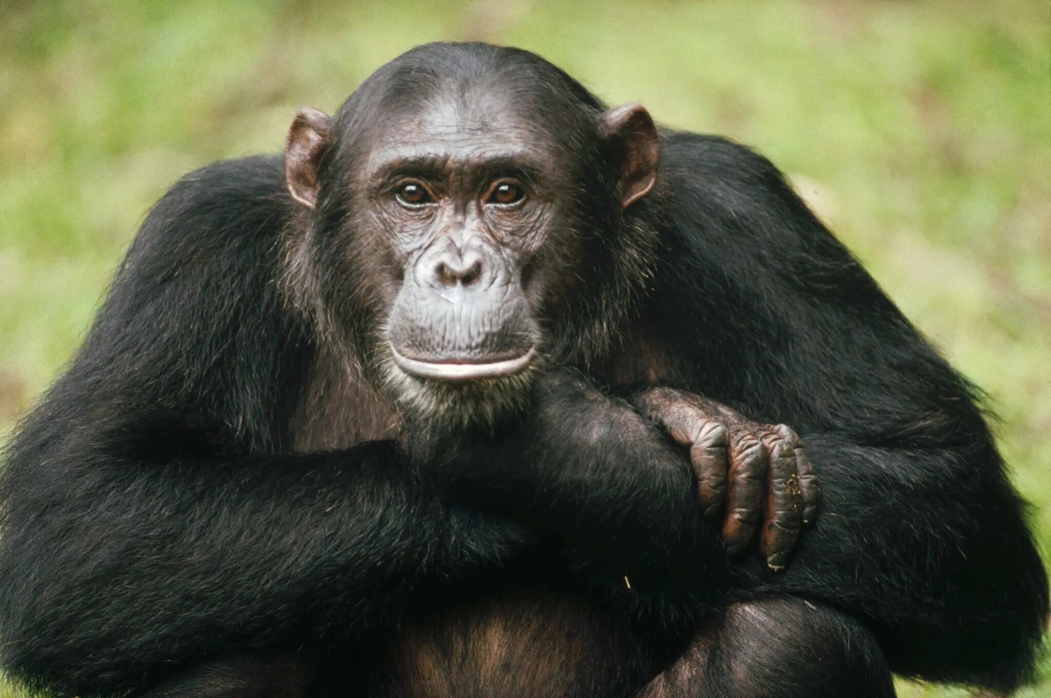 Обезьяны 1 класс. Шимпанзе Pan Troglodytes. Шимпанзе человекообразные обезьяны. Кунац меймун. Приматы (человекообразные обезьяны).