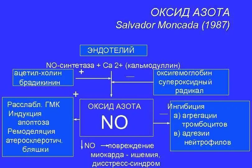 Оксид азота эндотелий сосудов. Оксид азота физиология. Роль оксида азота в организме. Влияние оксида азота на сосуды.