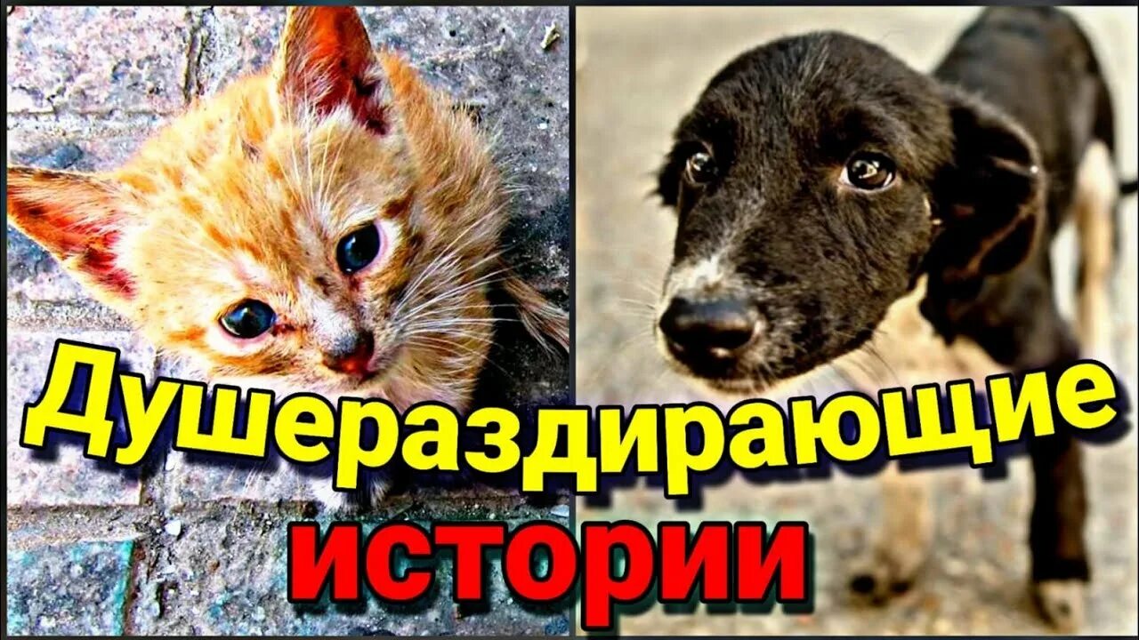 Душераздирающее видео