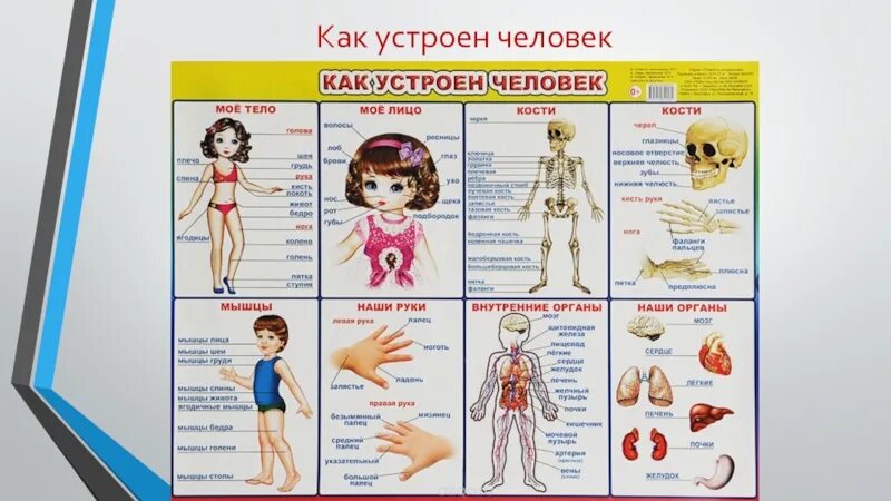 Энциклопедия. Доклад на тему тело человека. Как устроен человек картинки. Рассказ про органы человека. Тело человека книга.