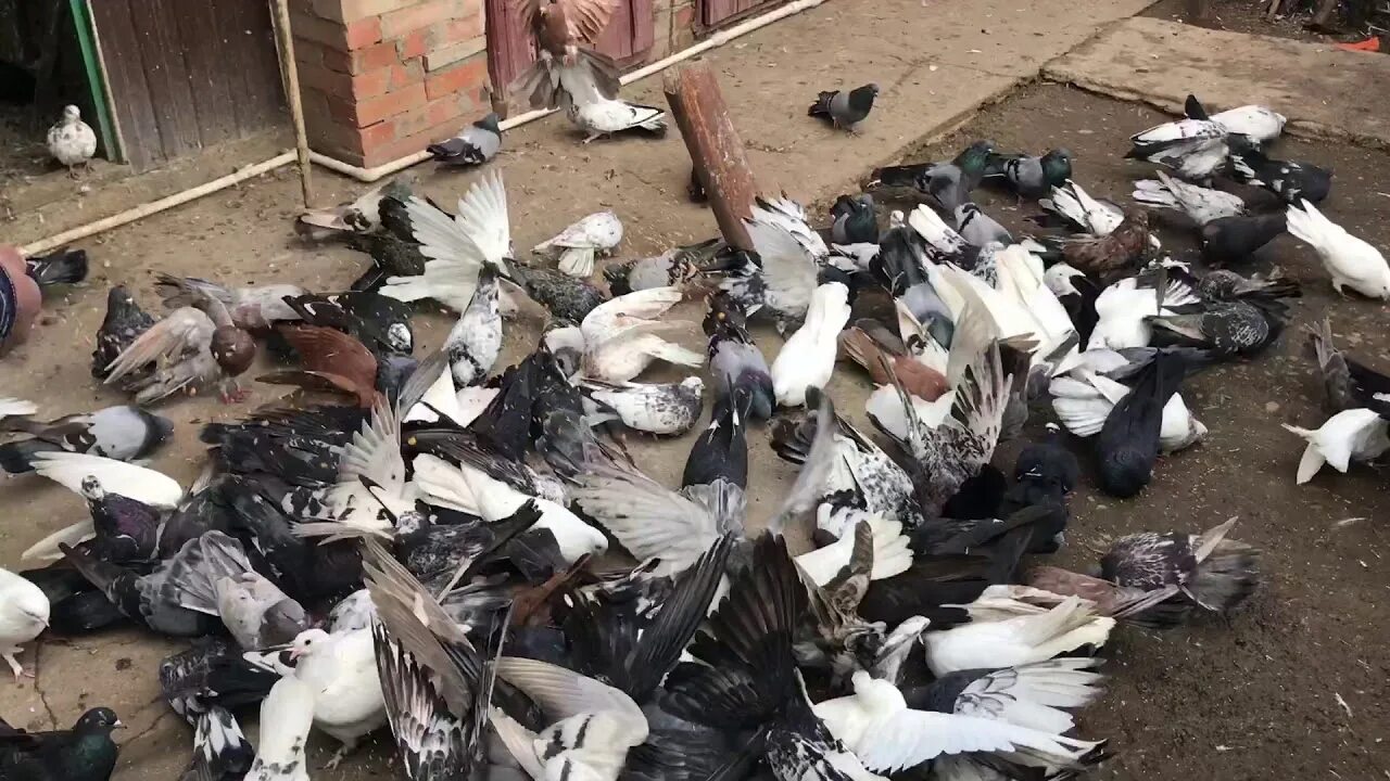 Голуби Мурые николаевские. Краснорябые николаевские голуби. Белые торцовые голуби николаевские. Крымчаки голуби николаевские.